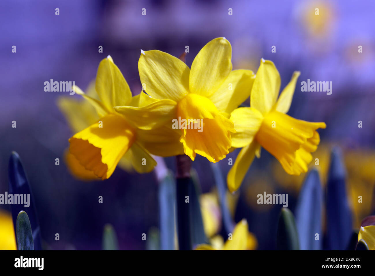 NARCISSUS tete-a-tete. DWARF DAFFODIL. Foto Stock