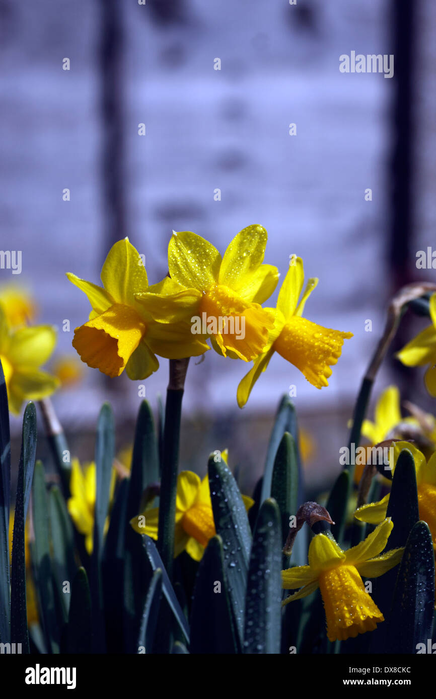 NARCISSUS tete-a-tete. DWARF DAFFODIL. Foto Stock