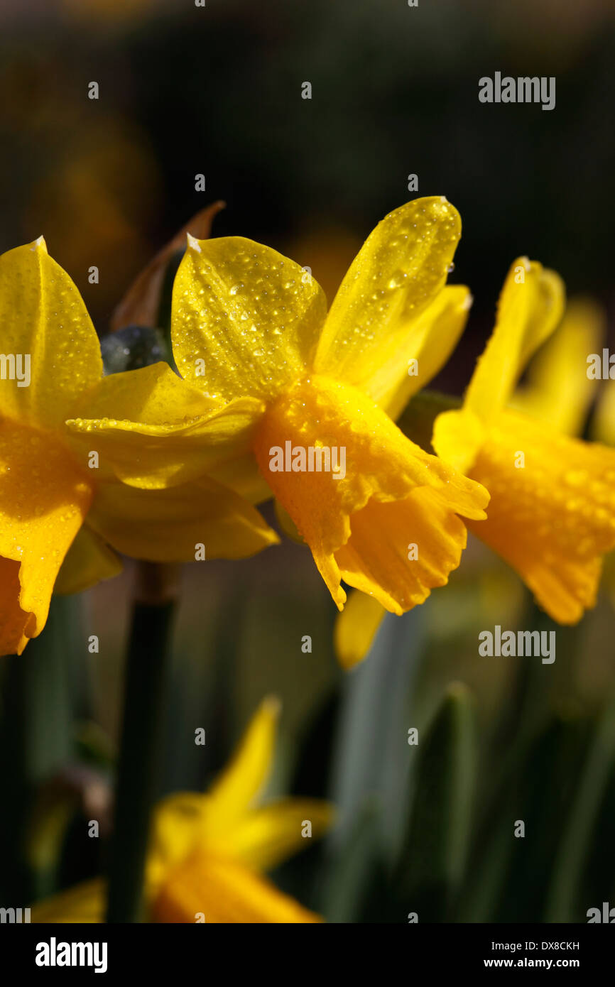 NARCISSUS tete-a-tete. DWARF DAFFODIL. Foto Stock