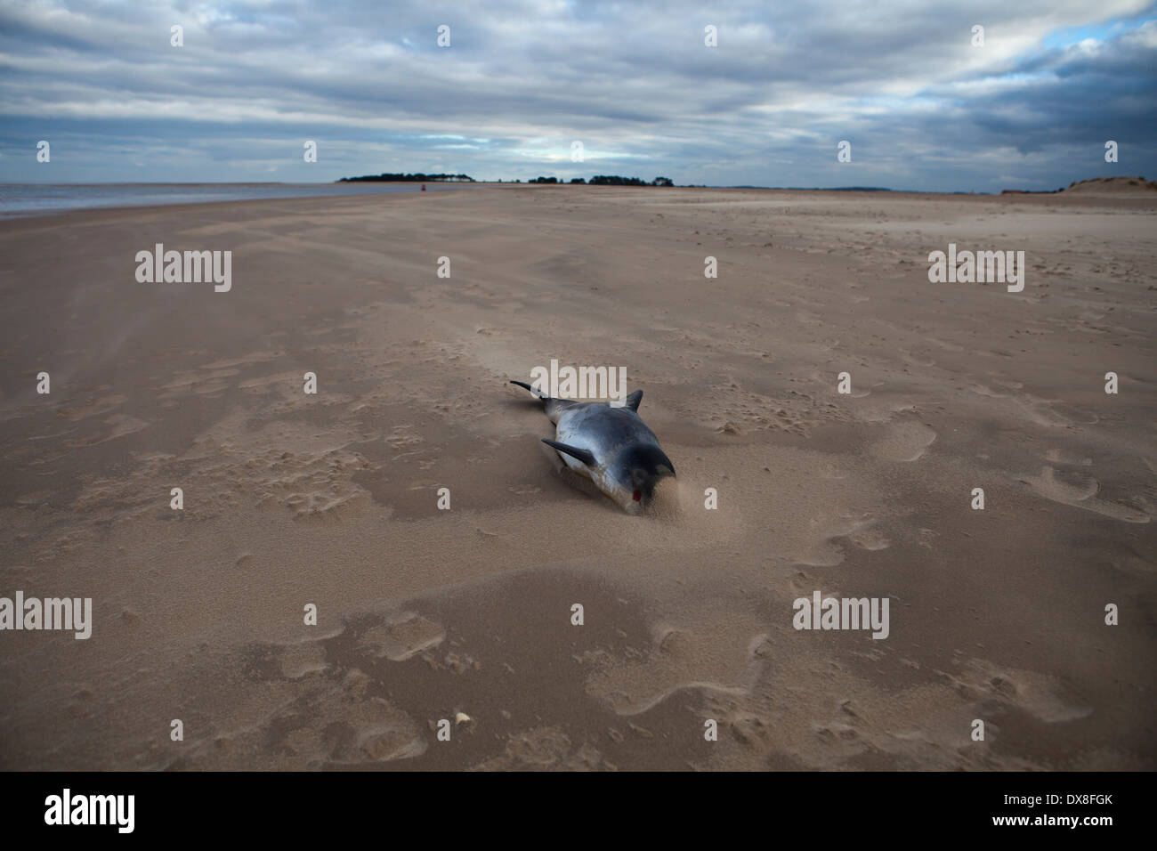 Delfino morto in pozzi-next-il-mare spiaggia, Norfolk. Foto Stock