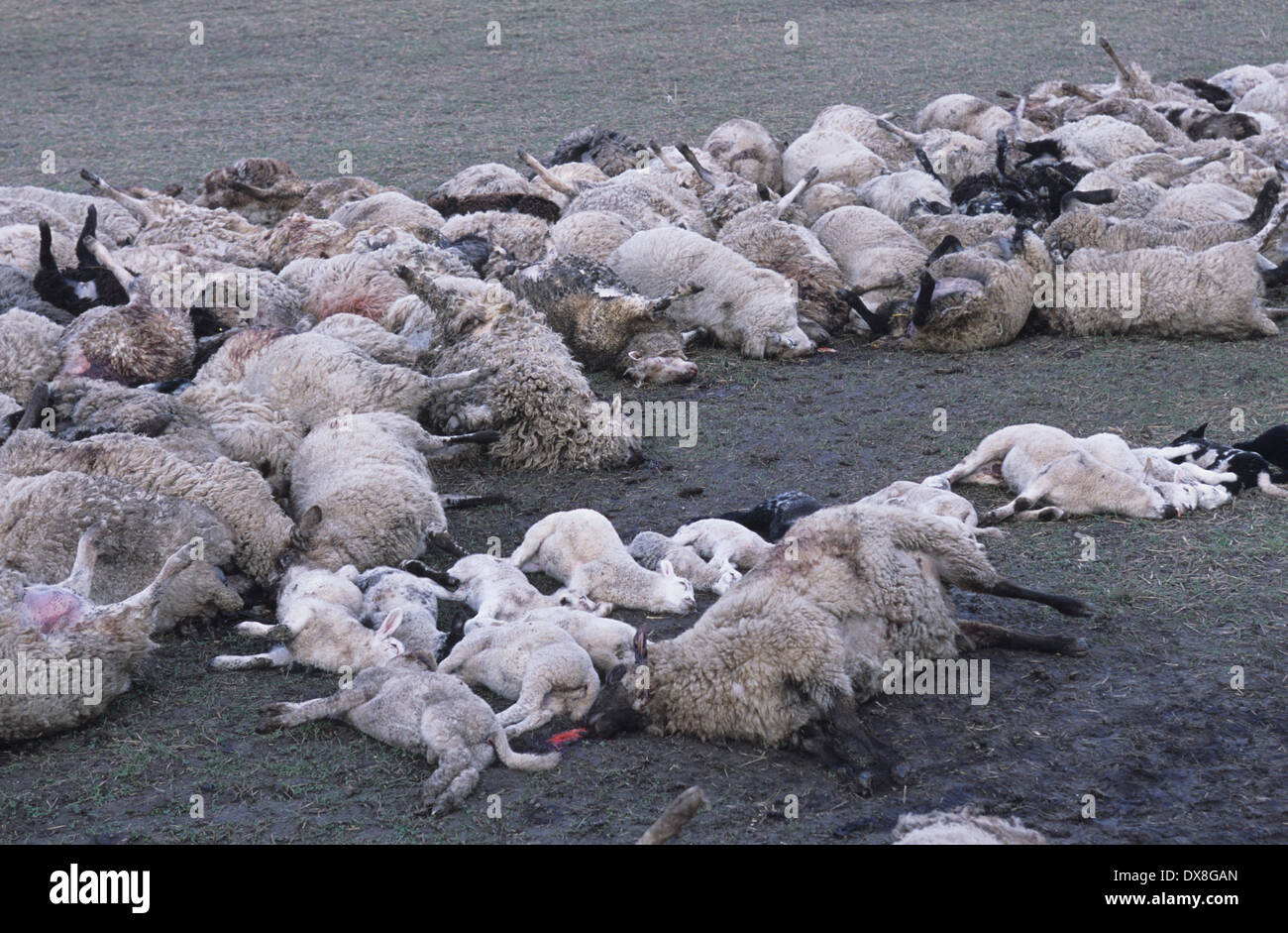 Pecora morta, agnelli, Pecore ed arieti abbattuti con sospetto di afta epizootica per essere inceneriti e messi in discarica, Cumbria, Regno Unito Foto Stock