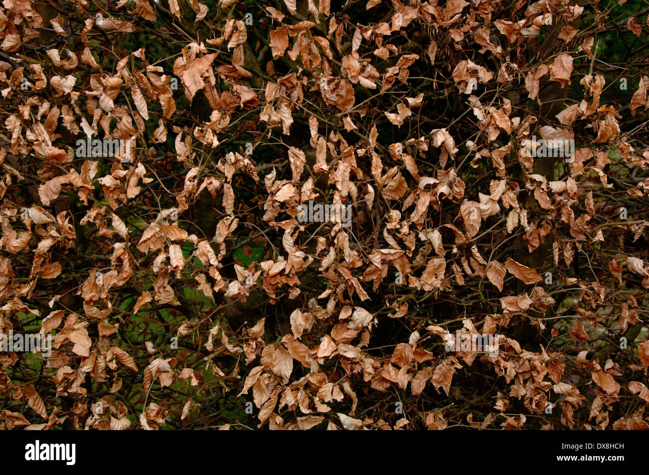 Foglie di autunno su di una siepe fila,Biddulph Grange.2 Foto Stock