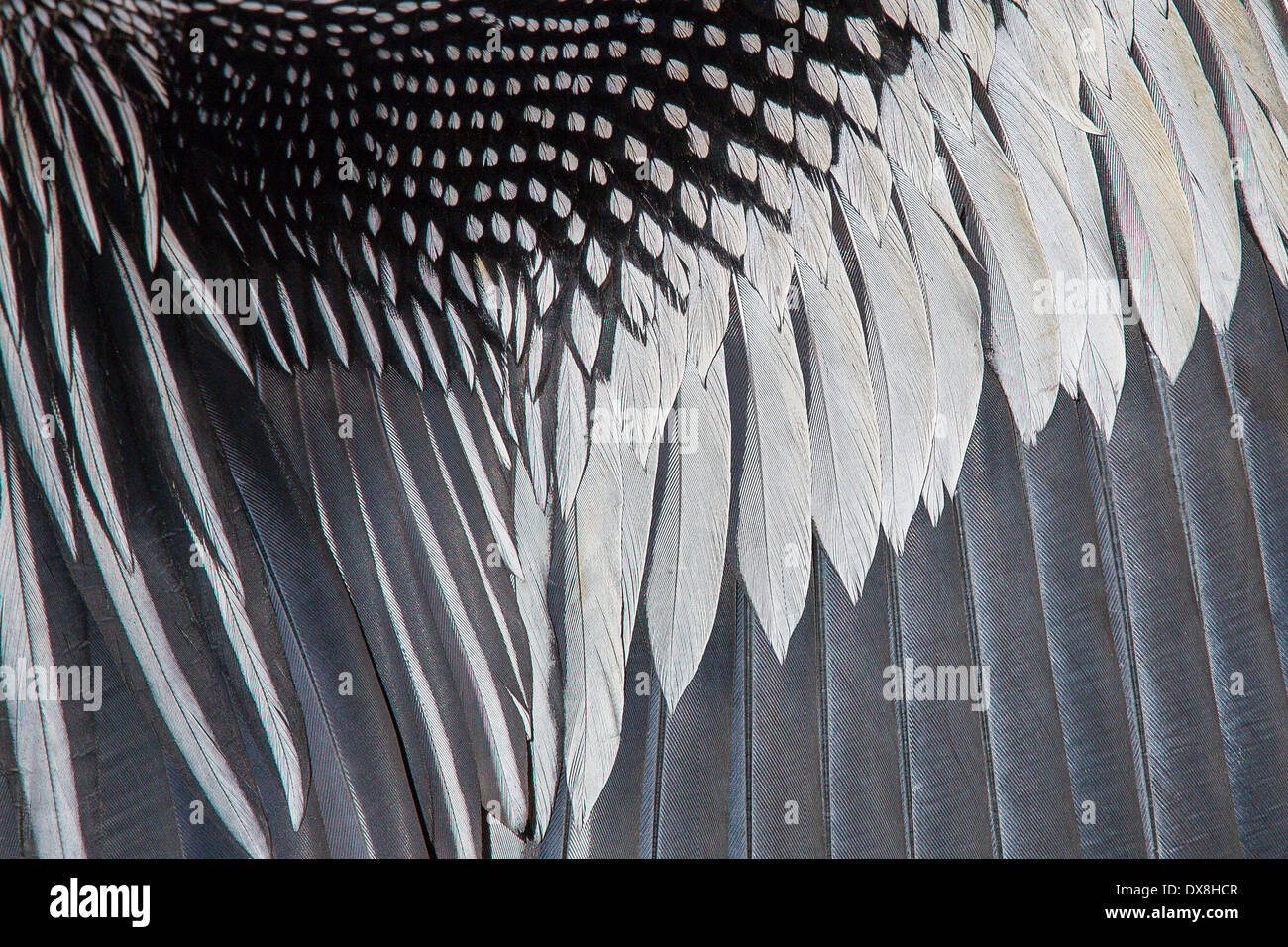 Primo piano di dettaglio in Anhinga ala piume Foto Stock
