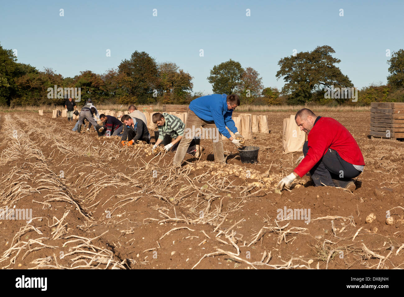 Le patate raccolte da stranieri i lavoratori stagionali Foto Stock