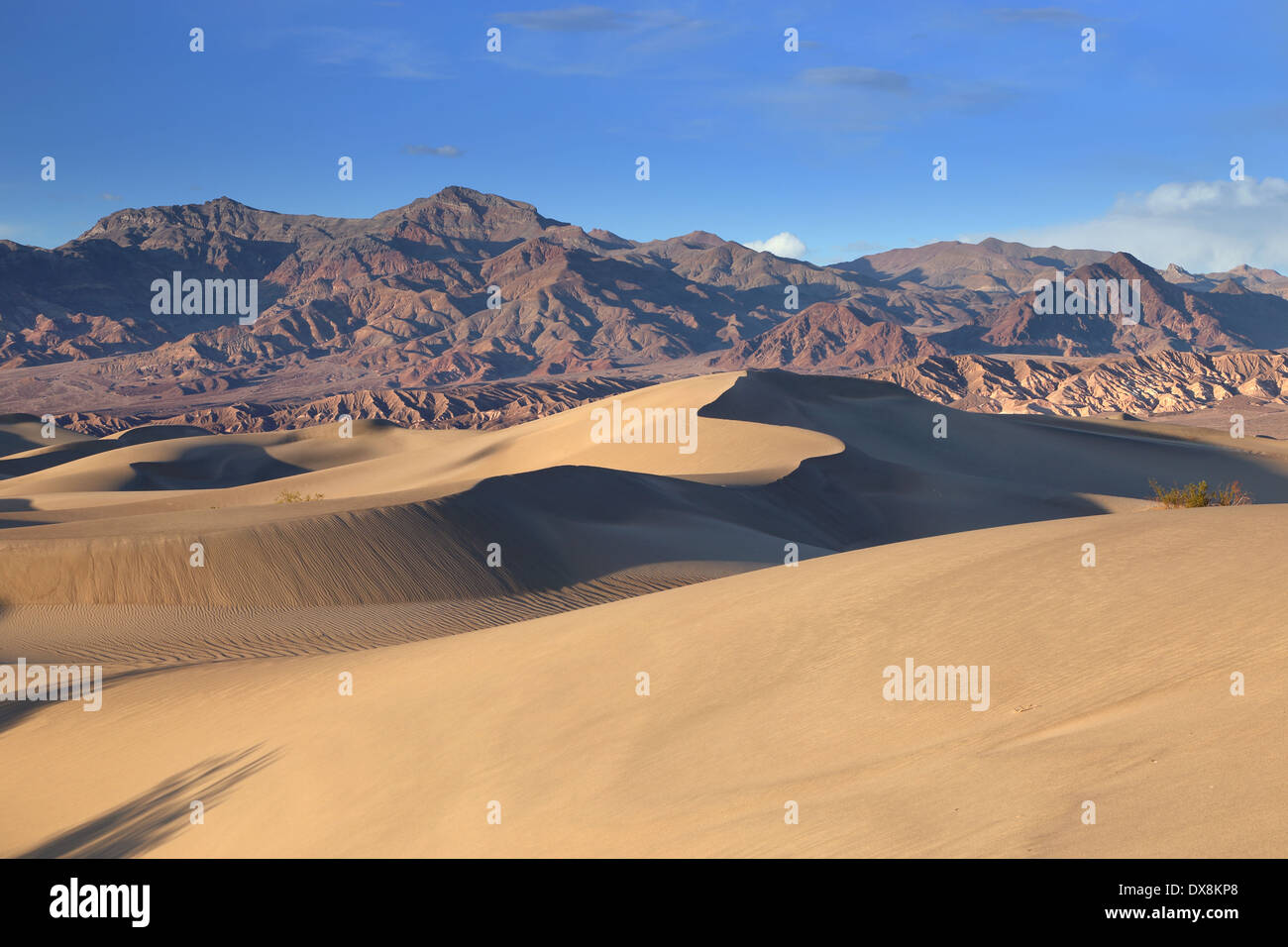 Le dune di sabbia del deserto del sud ovest degli Stati Uniti nella Death Valley in California Foto Stock