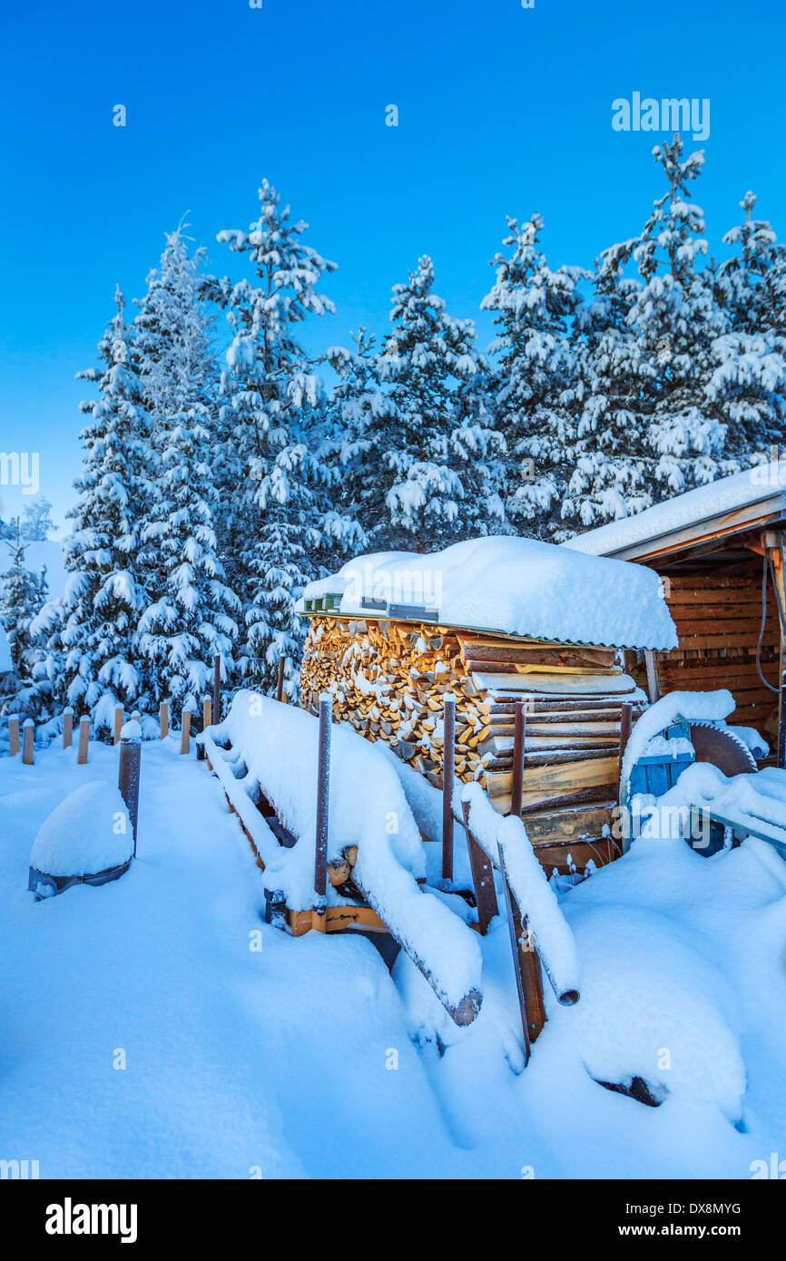 Legno e coperta di neve alberi a temperature estremamente basse, Lapponia, Svezia Foto Stock