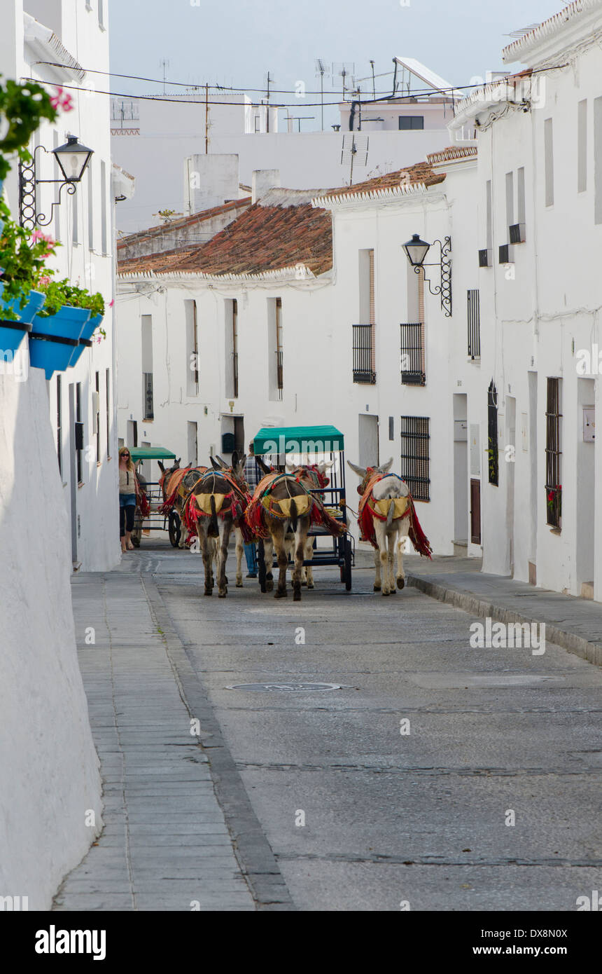 Un uomo che dirige gli asini verso le scuderie dopo giri turistici, carrozze trainate da asini nel villaggio bianco spagnolo di Mijas, nel sud della Spagna. Foto Stock