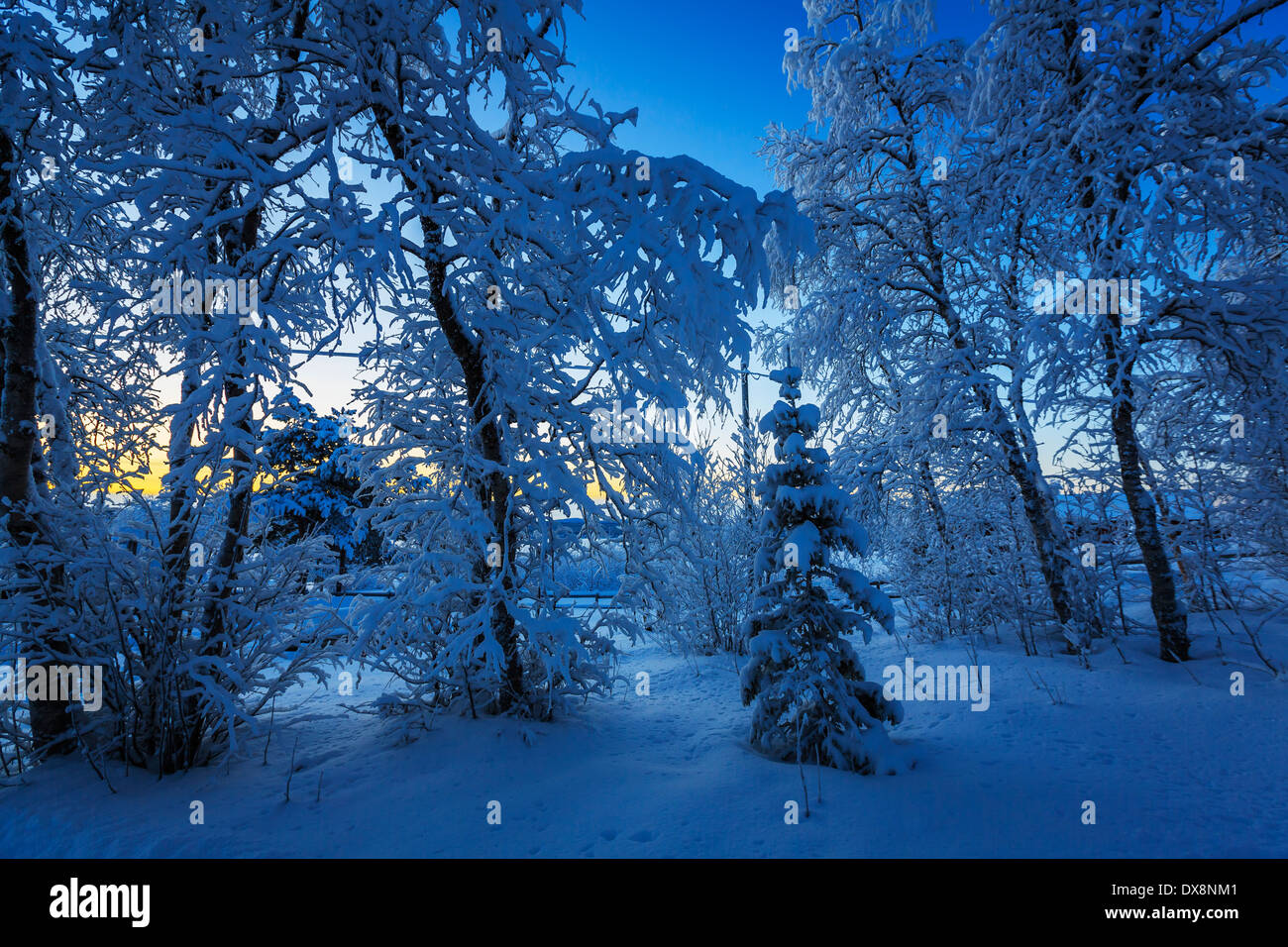Coperta di neve alberi a temperature estremamente basse, Lapponia, Svezia Foto Stock