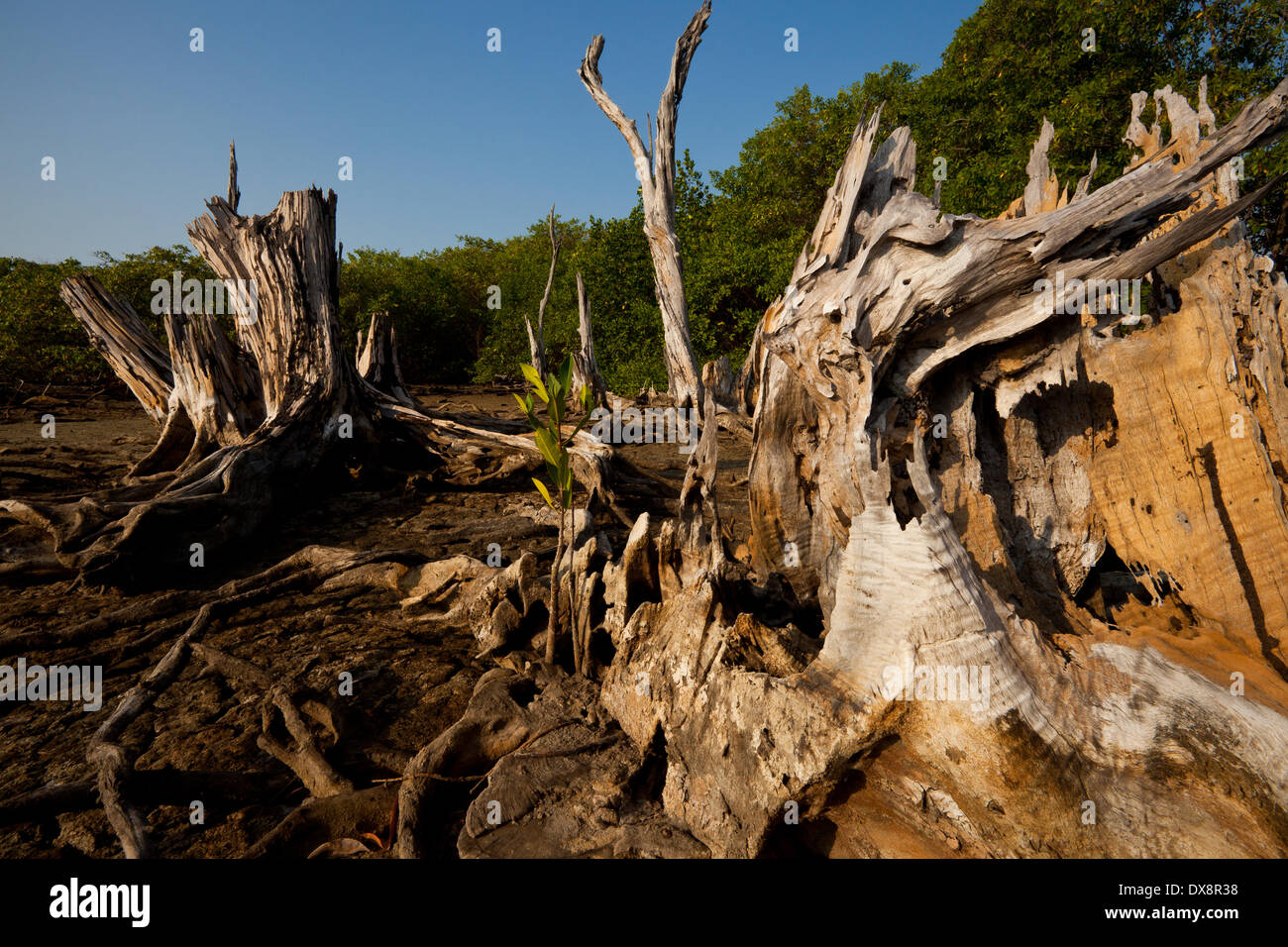 Asciugare tronchi di alberi nella foresta di mangrovie vicino alla costa a Punta Chame sulla costa del Pacifico, provincia di Panama, Repubblica di Panama. Foto Stock