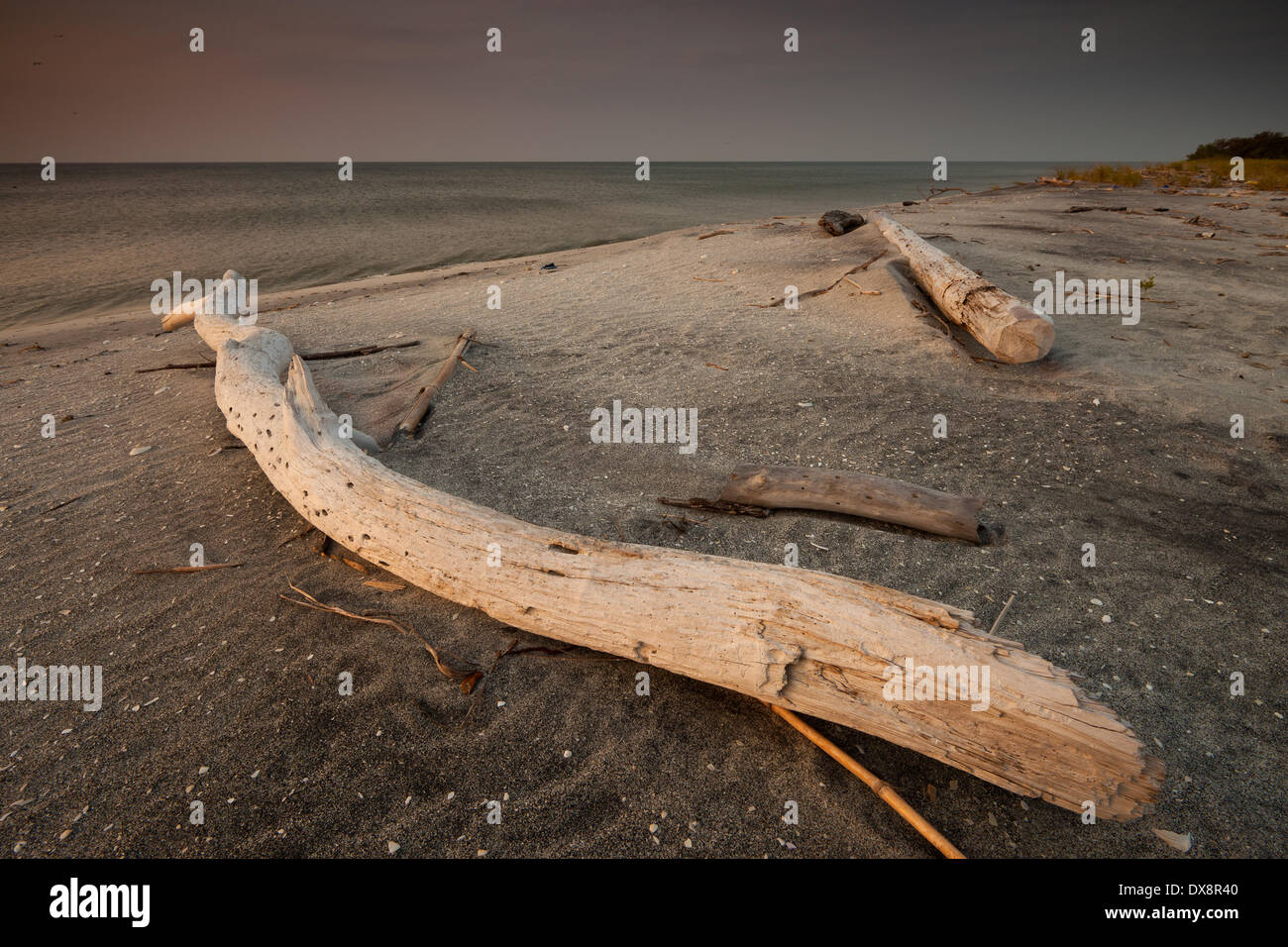 Driftwood sulla sabbiosa spiaggia di Punta Chame sulla costa del Pacifico, provincia di Panama, Repubblica di Panama. Foto Stock