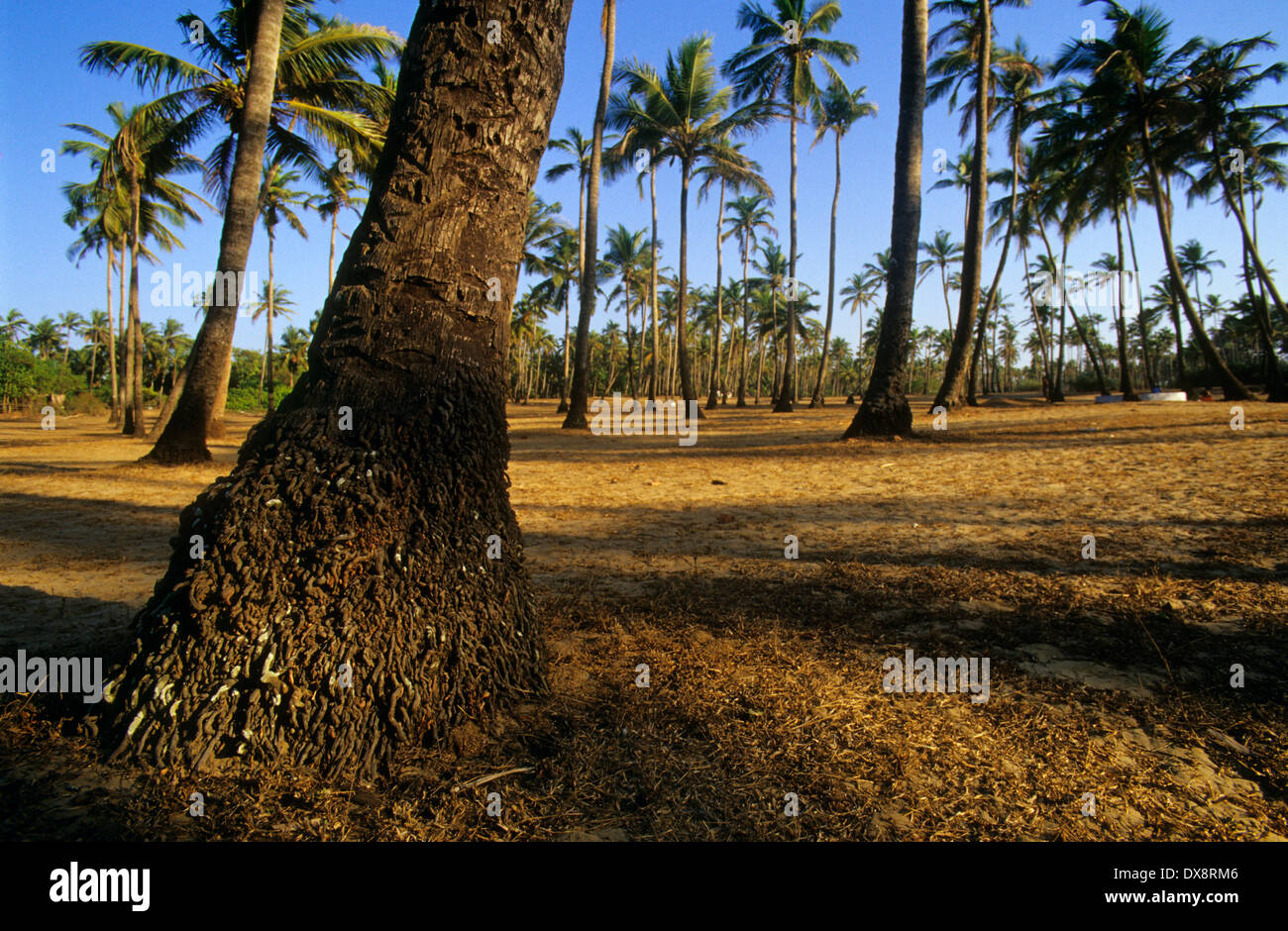 Arambol piantagione di palme.Goa.India. Foto Stock