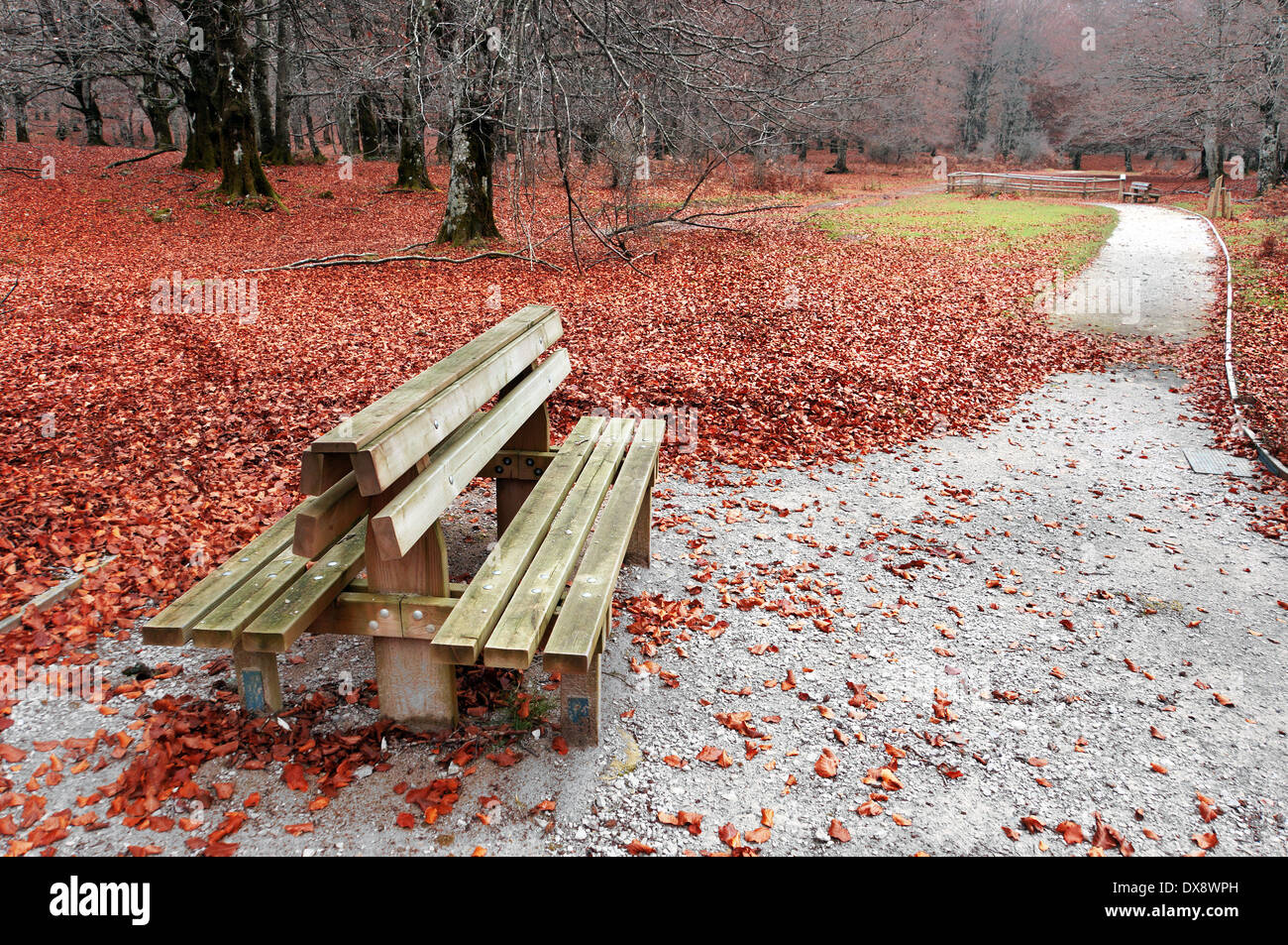 Panchina nel parco sulla collezione autunno con foglie rosse Foto Stock