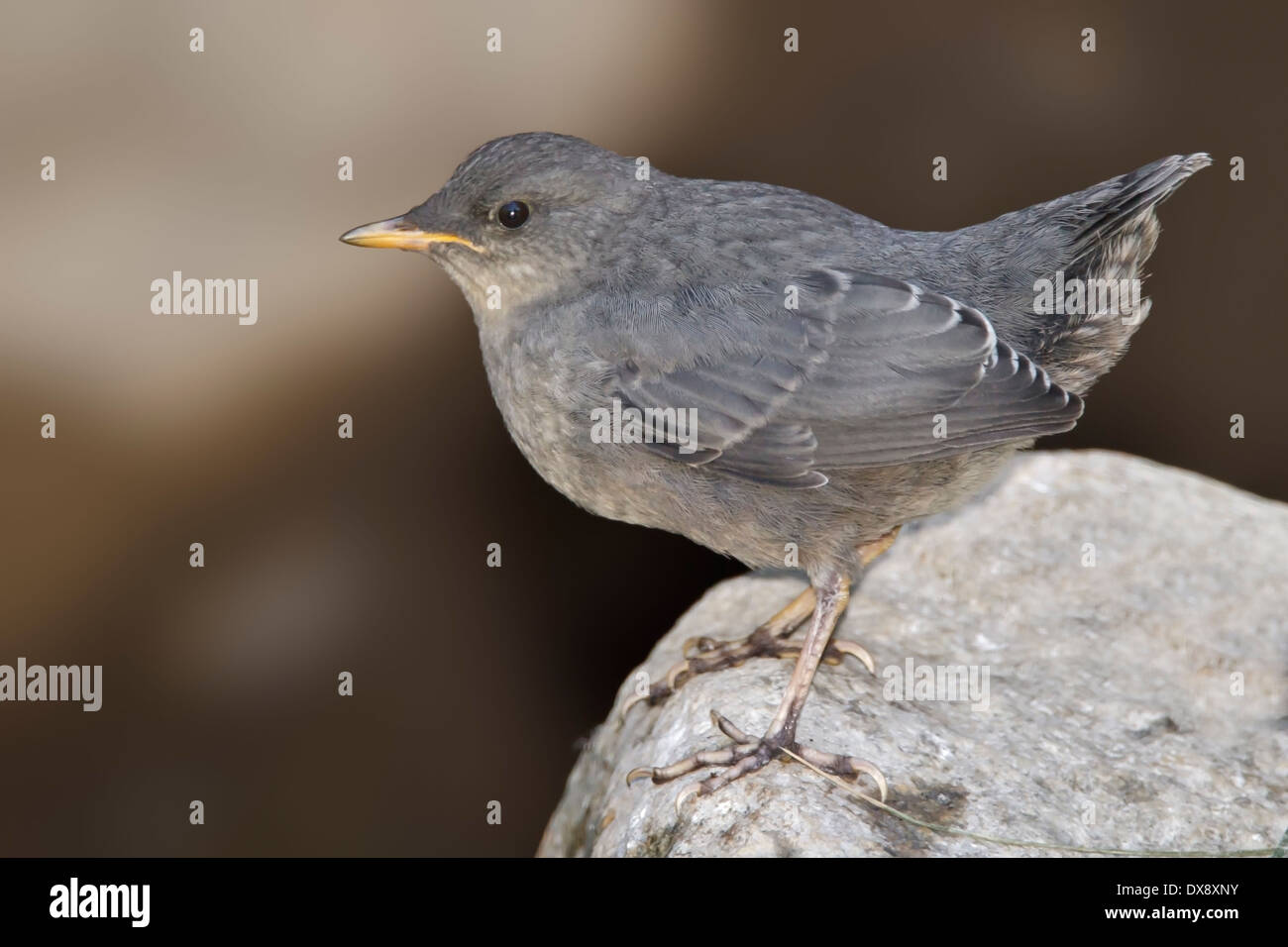 American Cucchiaia - Cinclus mexicanus Foto Stock