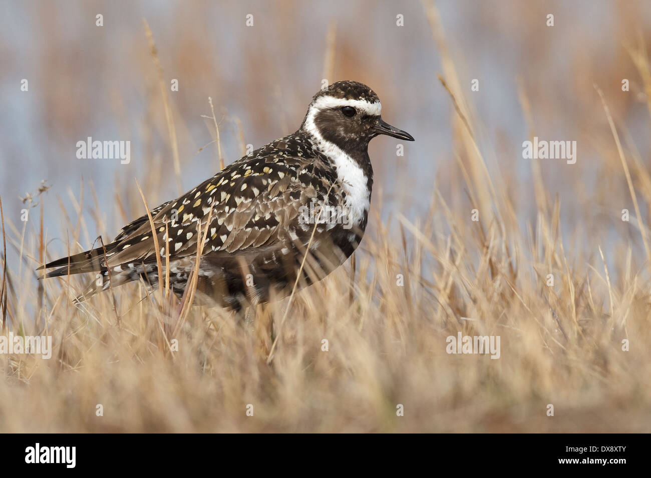 American Golden Plover - Pluvialis dominica Foto Stock