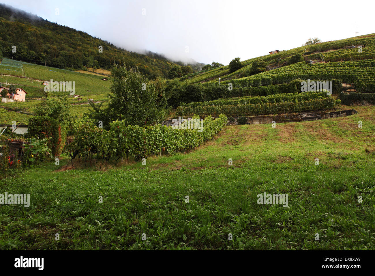 I vigneti di Ollon, Svizzera. Foto Stock