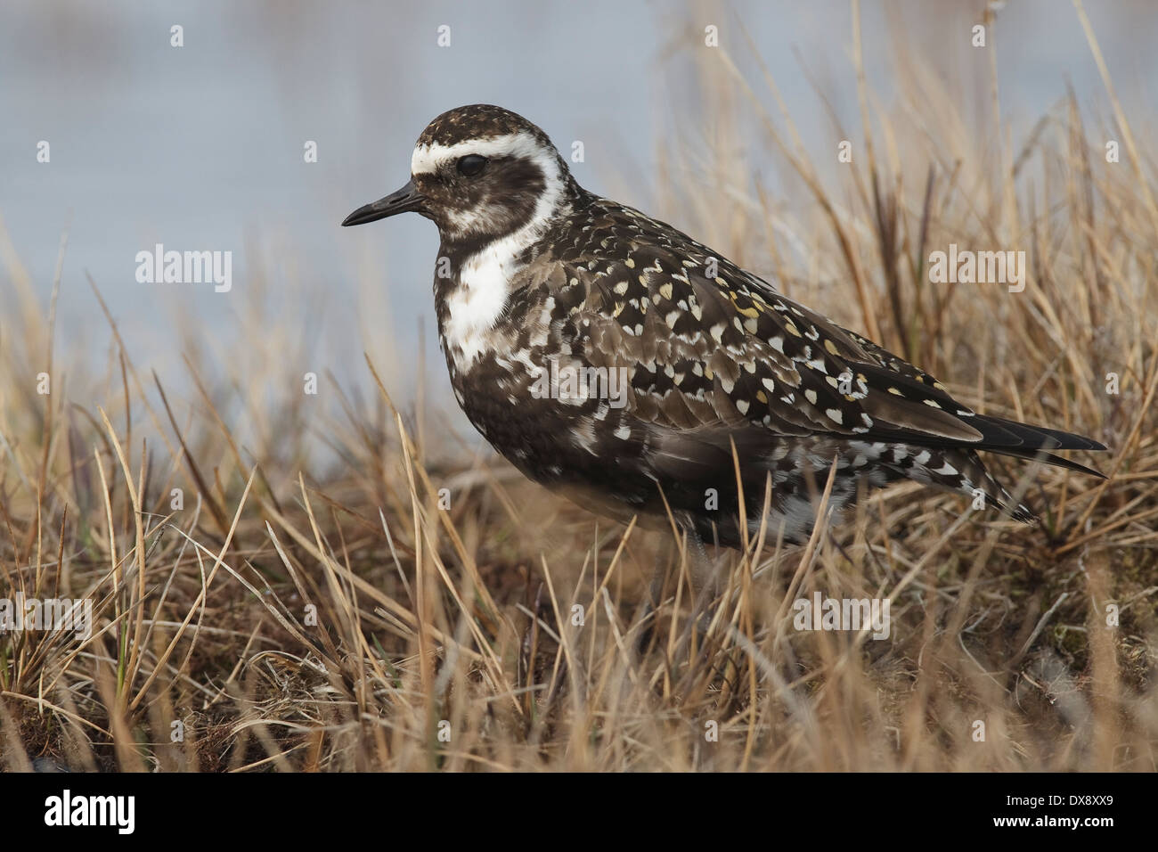 American Golden Plover - Pluvialis dominica - Femmina di allevamento Foto Stock