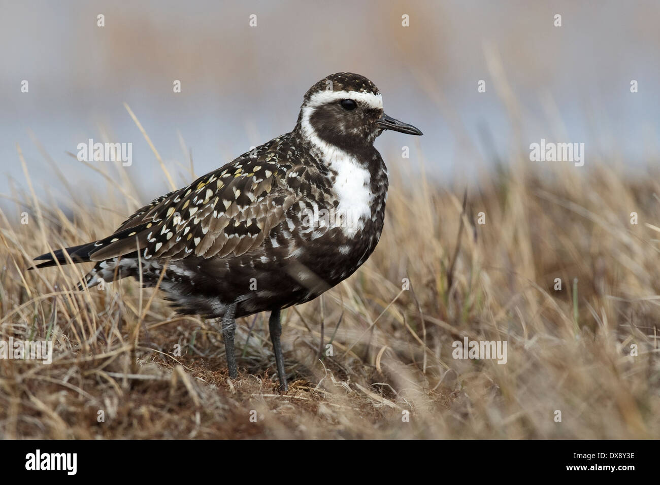 American Golden Plover - Pluvialis dominica - Femmina di allevamento Foto Stock