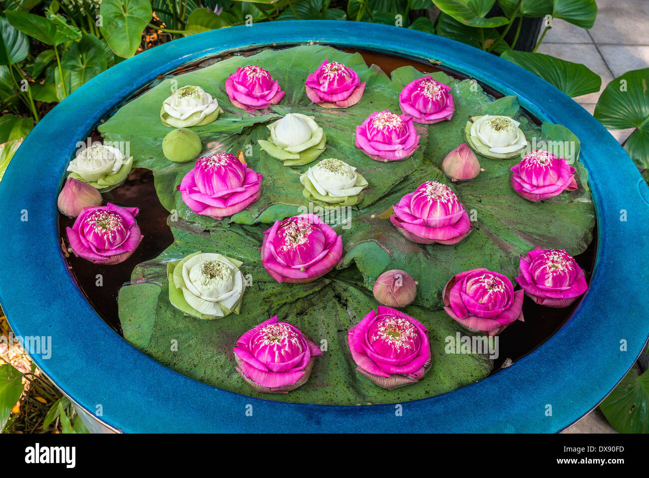 Floating fiori di loto in giardino Bangkok in Thailandia Foto Stock