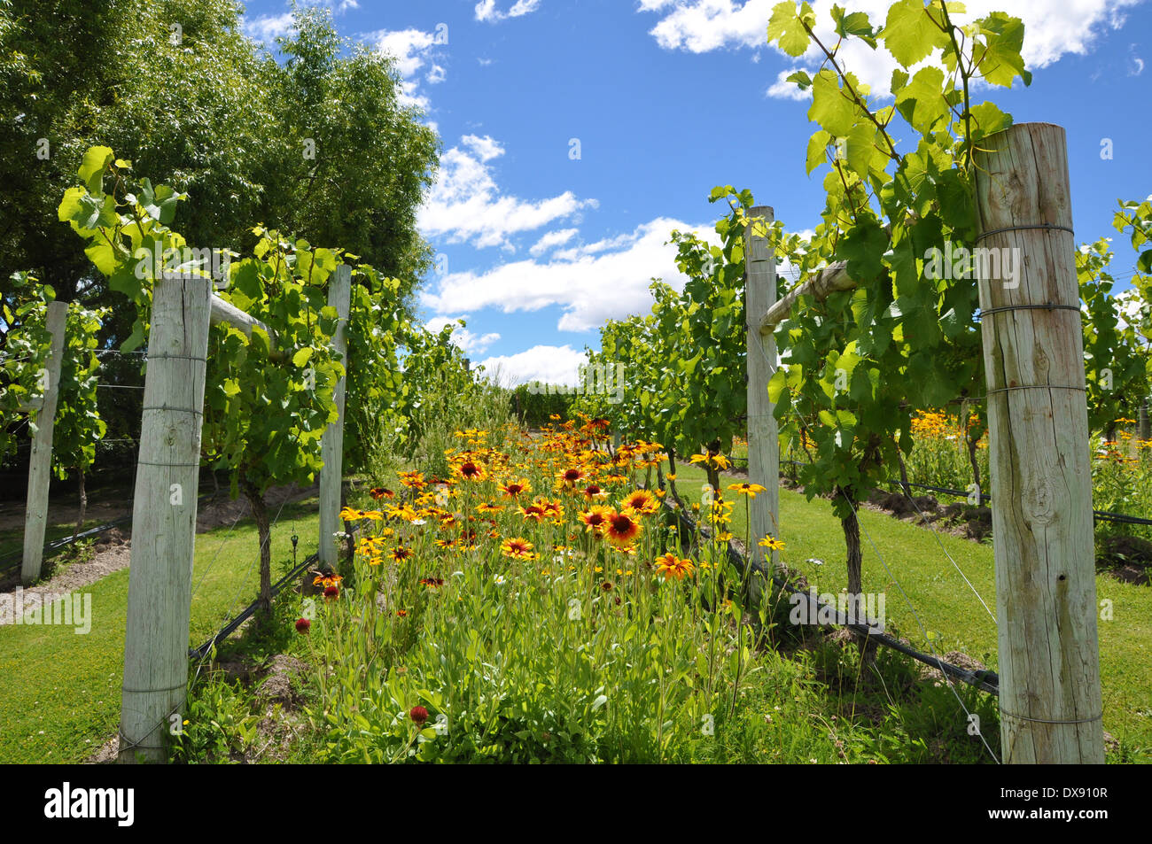 Central Otago Vigna Nuova Zelanda Foto Stock