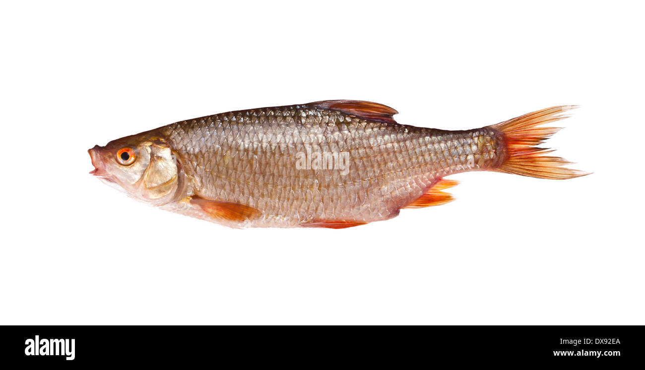 Roach (Rutilus rutilus), isolati su sfondo bianco Foto Stock