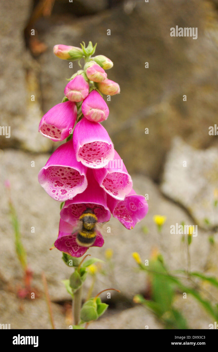 Ape su un Foxglove crescente contro una parete nella necropoli di Glasgow, Glasgow, Scozia Foto Stock