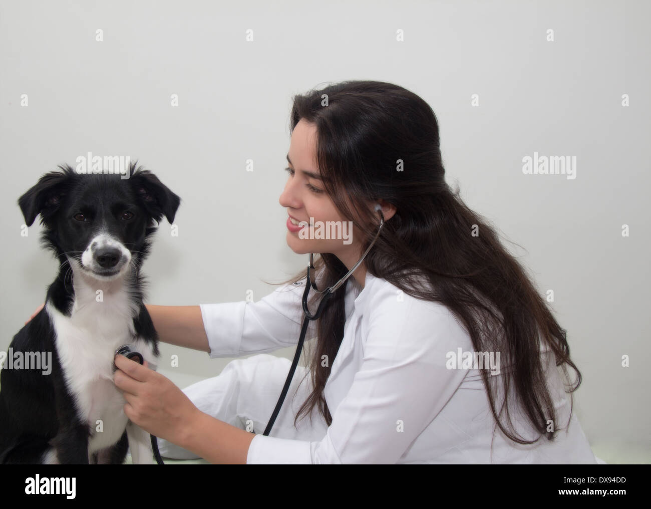 Medico Veterinario e un Border Collie Foto Stock