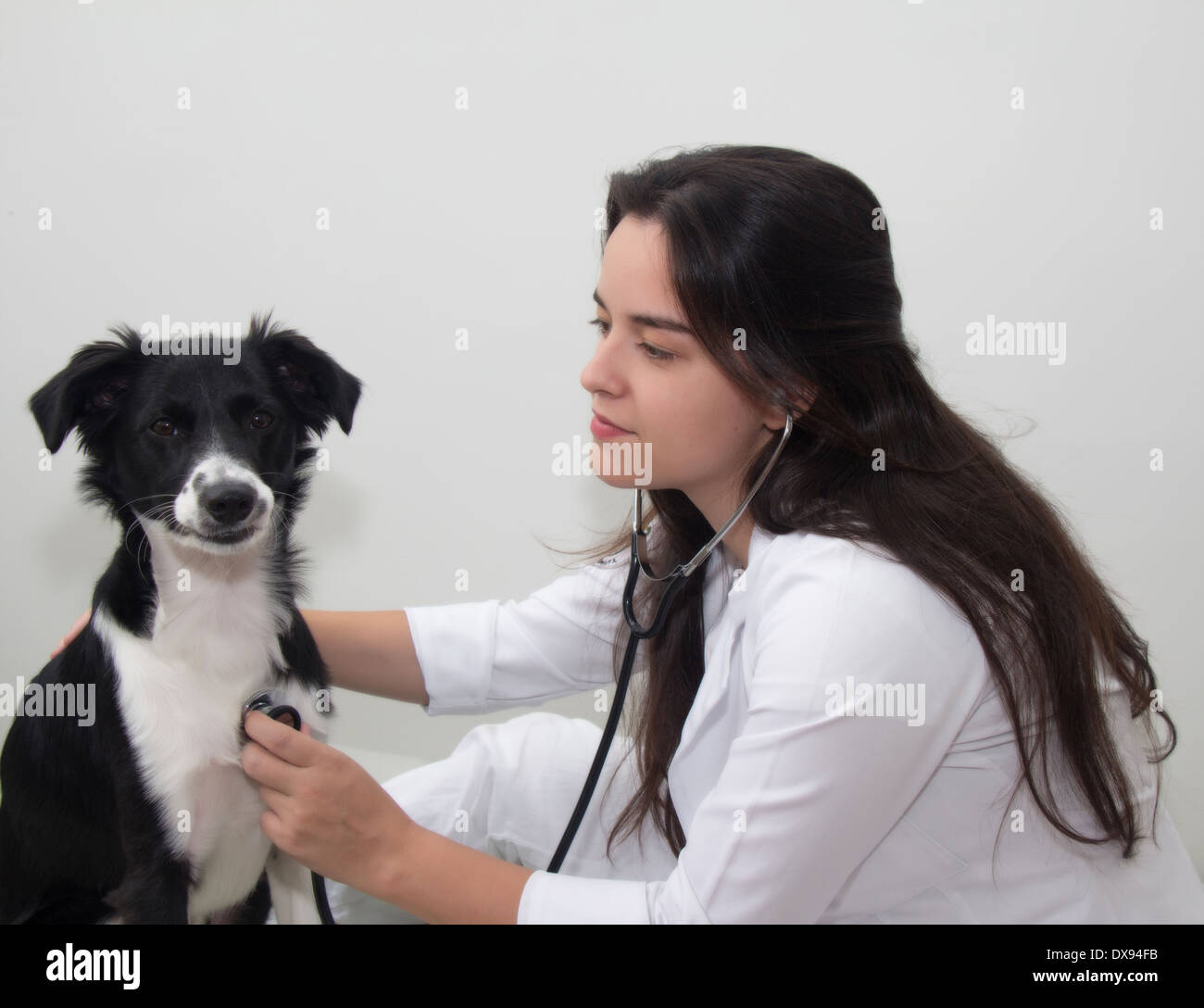 Medico Veterinario e un Border Collie Foto Stock