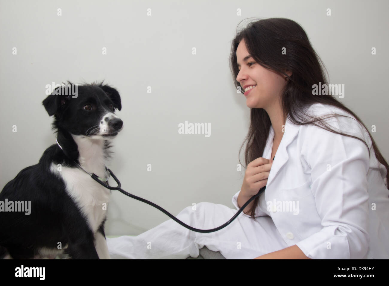 Cane examinee un vet Foto Stock