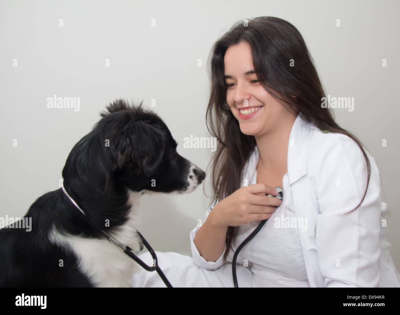 Cane examinee un vet Foto Stock