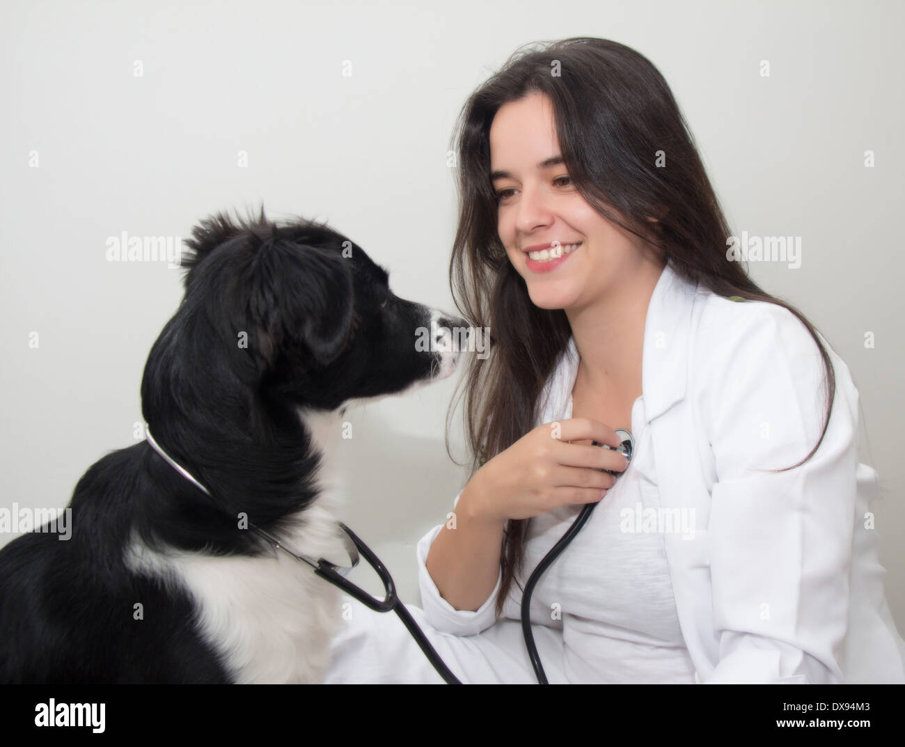Cane examinee un vet Foto Stock