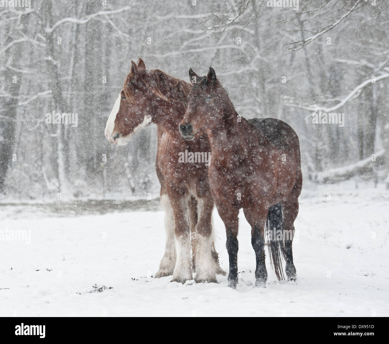 Progetto e Morgan cavalli nella tempesta di neve Foto Stock