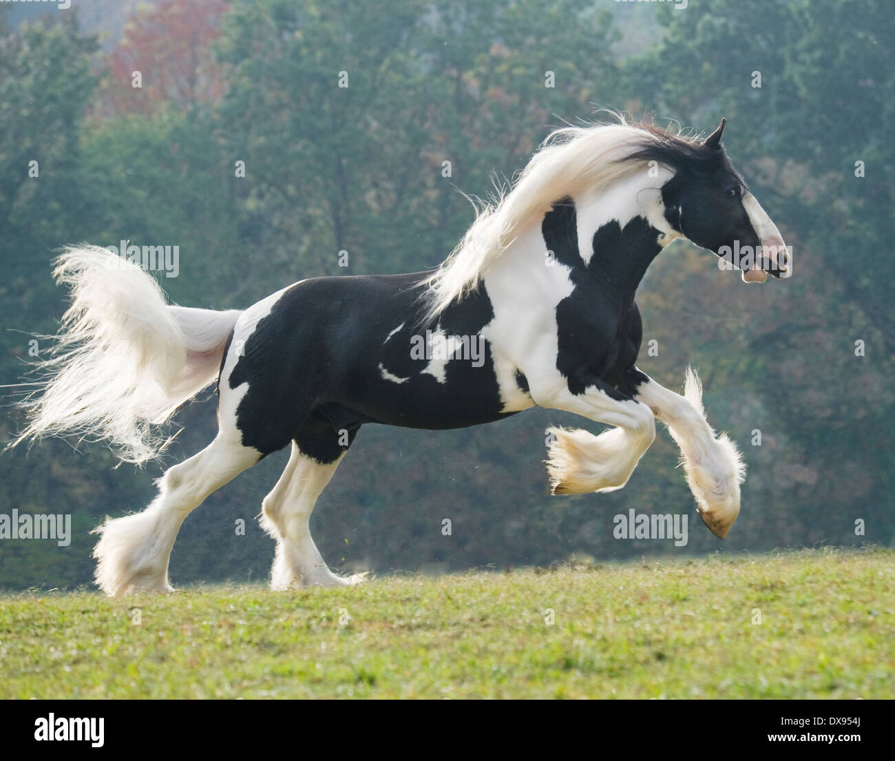 Tamburo stallone cavallo Foto Stock