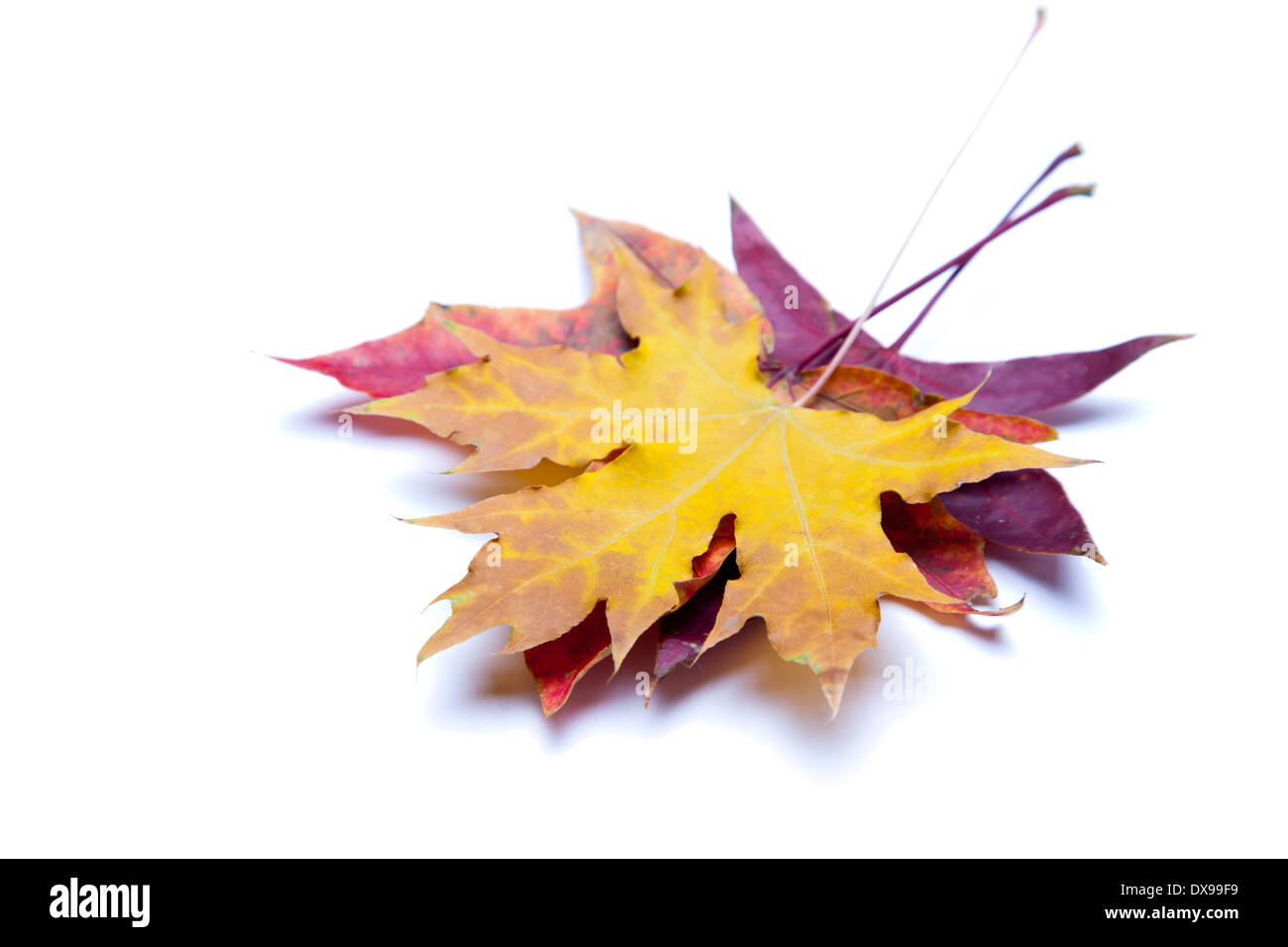 Autunno foglie di acero isolato su sfondo bianco. Foto Stock