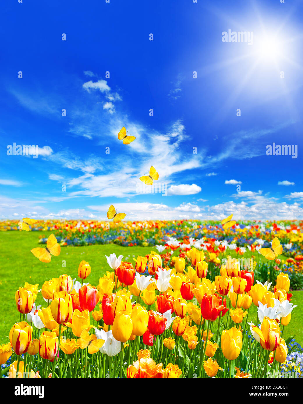 Prato con assortimento di tulip fiori in erba verde primavera paesaggio con farfalle di sole e cielo blu Foto Stock
