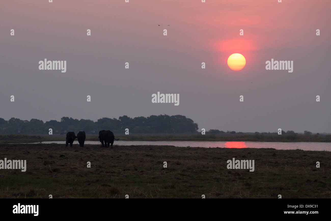 Gruppo di elefanti Foto Stock