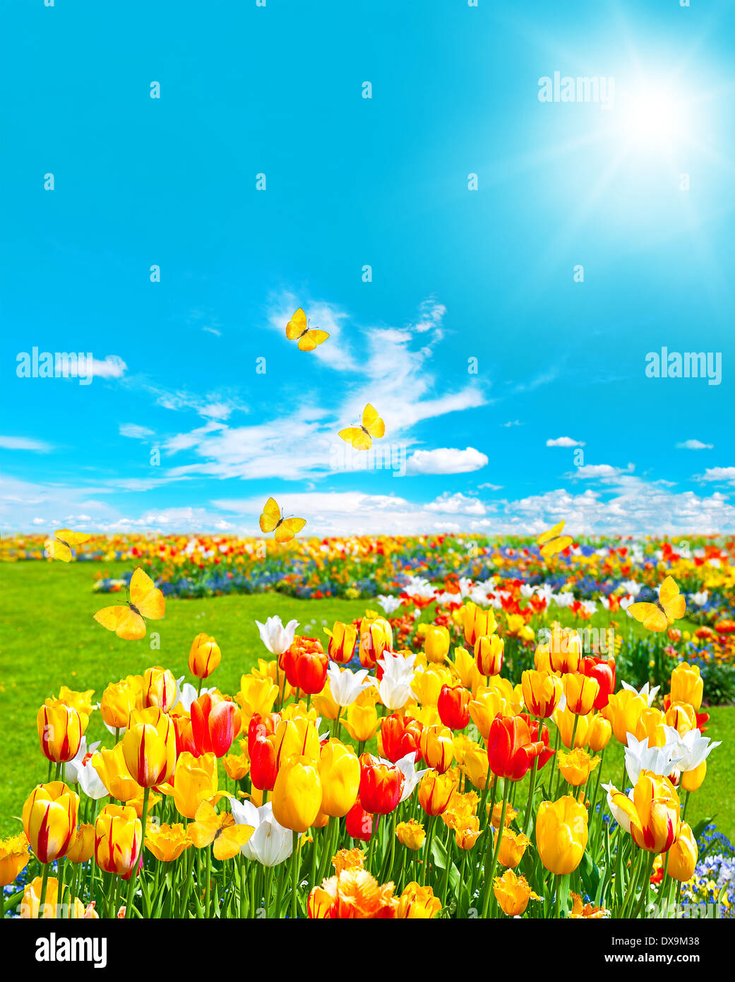 Tulip fiori in erba verde primavera paesaggio con farfalle di sole e cielo blu Foto Stock