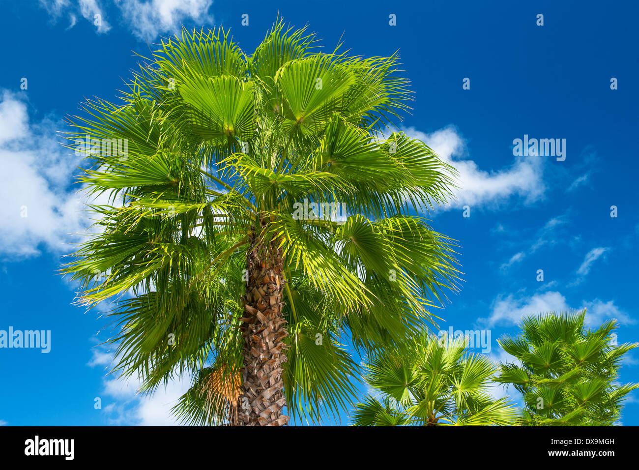 Green Palm tree contro il bel cielo azzurro. estate natura sfondo Foto Stock