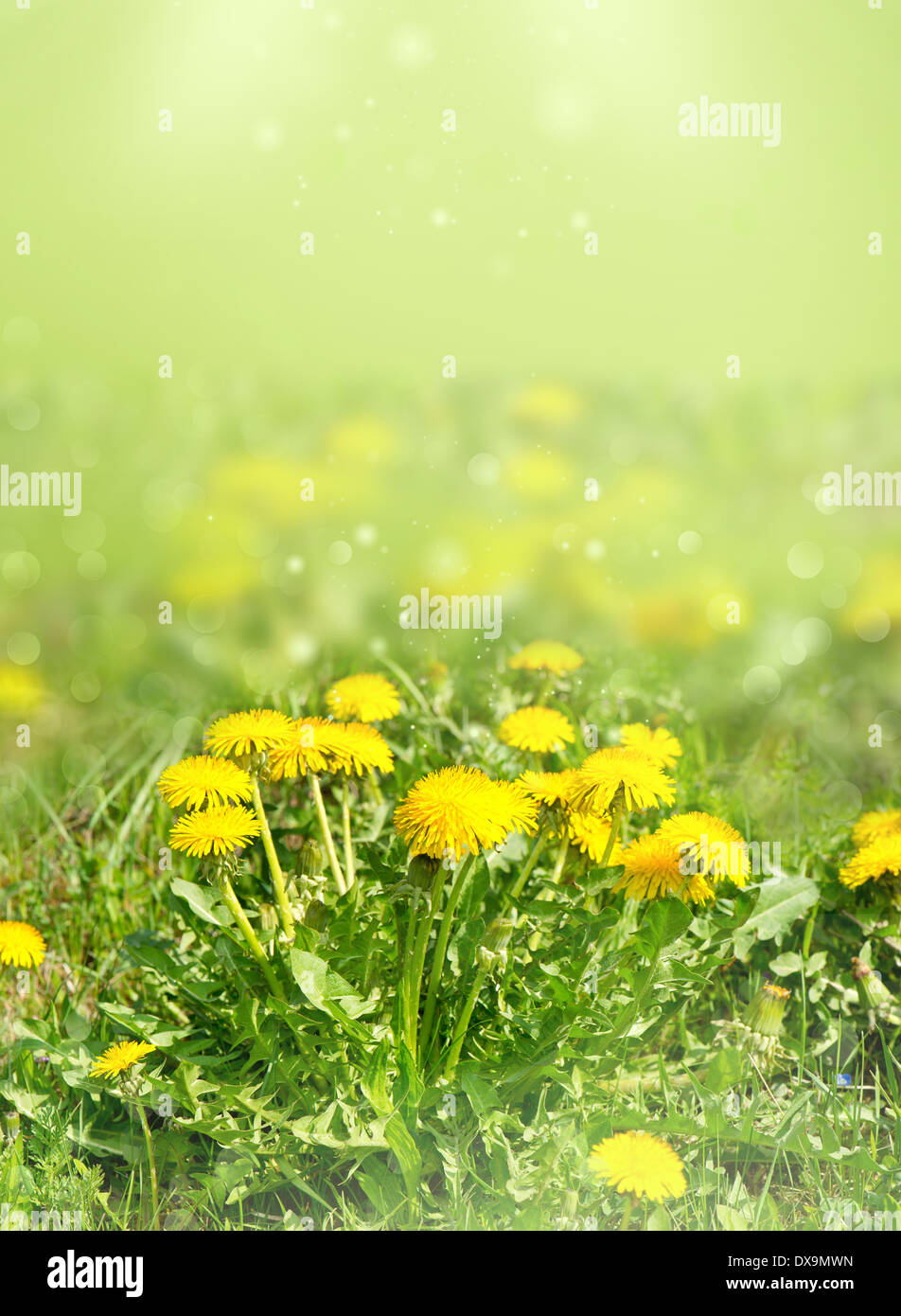 Tarassaco fiori in erba verde sulla natura sfocata sfondo. campo primaverile paesaggio. messa a fuoco selettiva Foto Stock