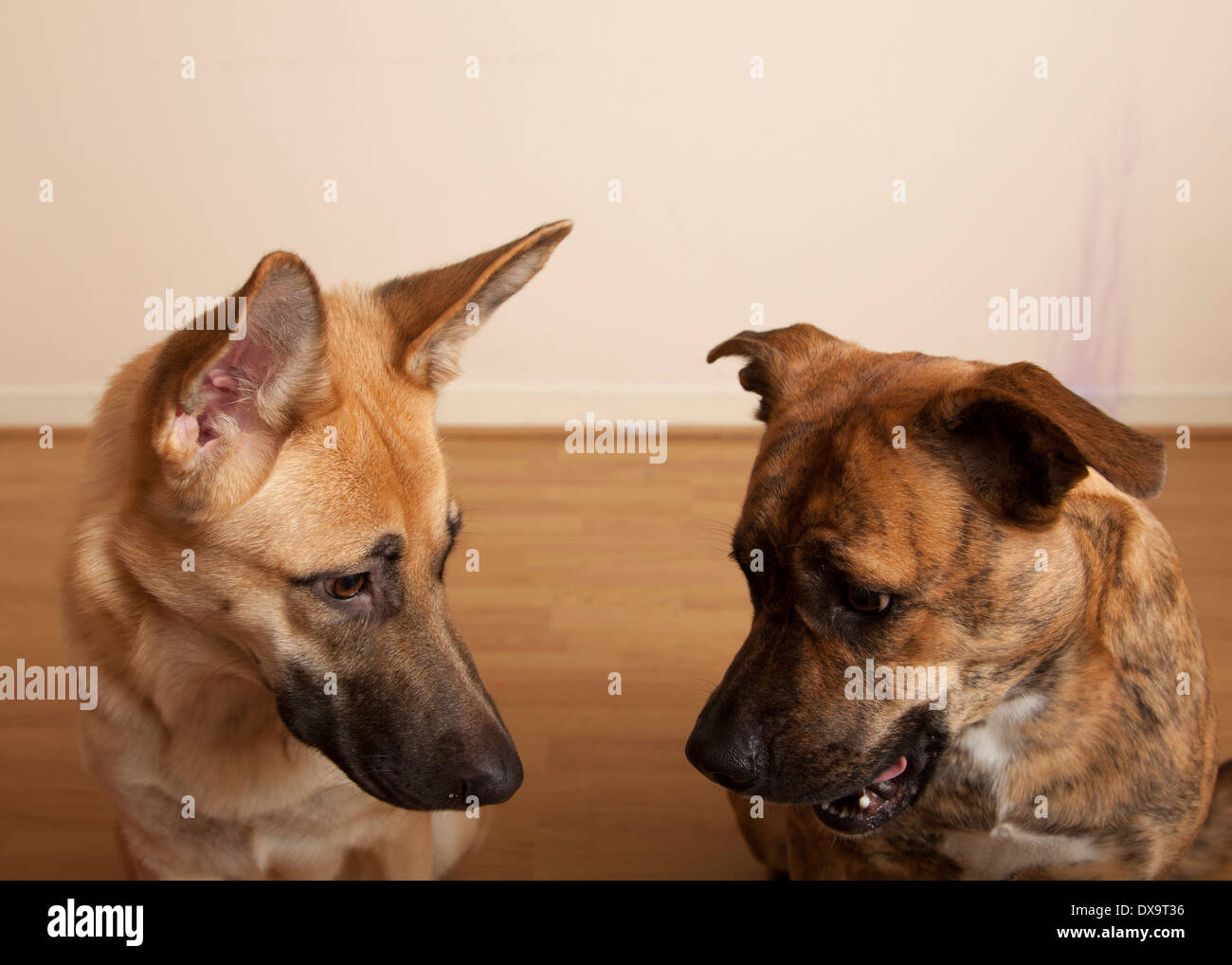 Due cani in chat Foto Stock