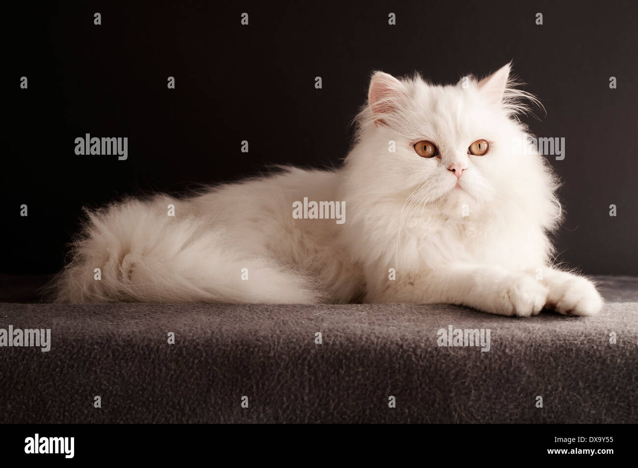 Adorabile cucciolo bianco Foto Stock