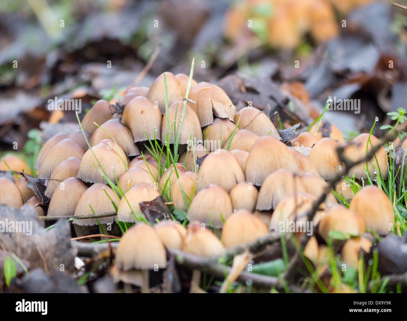 Close-up di un gruppo di Coprinellus micaceus fungo Foto Stock