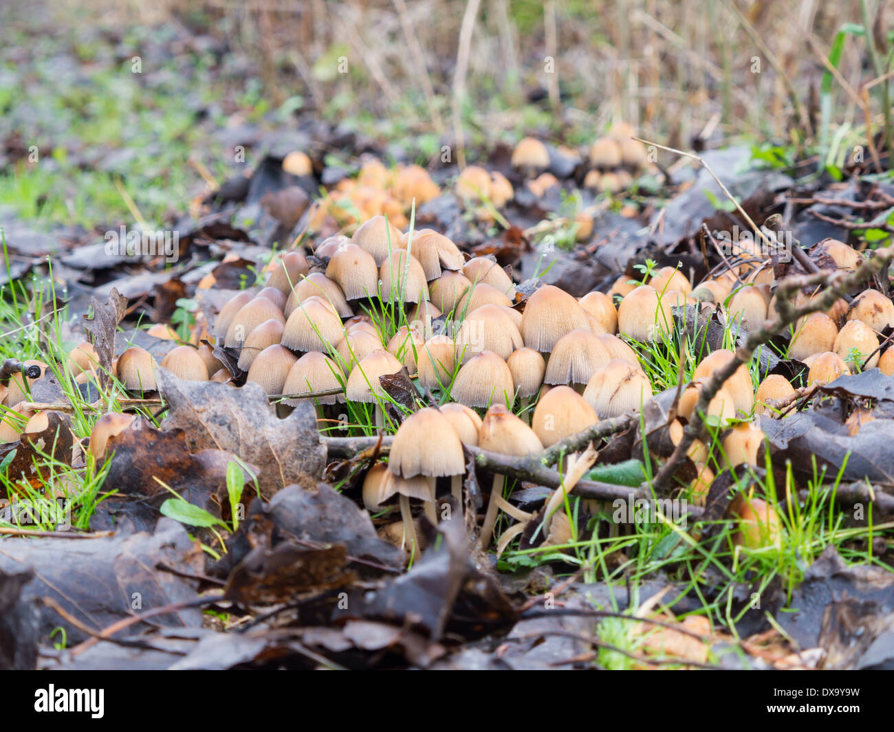 Close-up di un gruppo di Coprinellus micaceus fungo Foto Stock