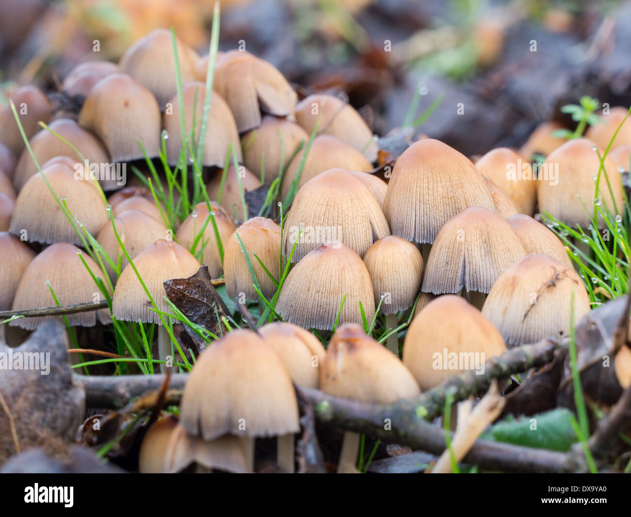 Close-up di un gruppo di Coprinellus micaceus fungo Foto Stock