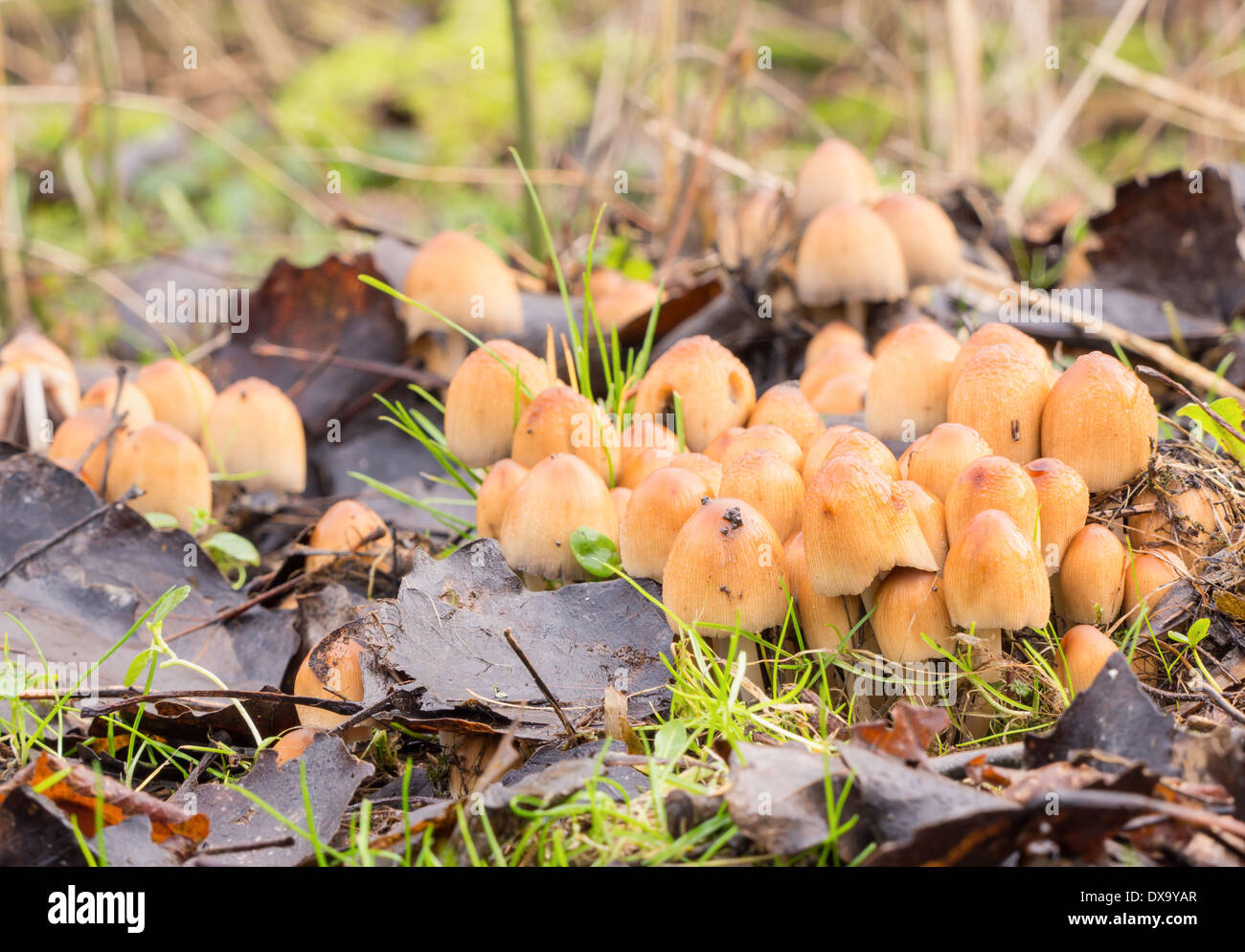 Close-up di un gruppo di Coprinellus micaceus fungo Foto Stock