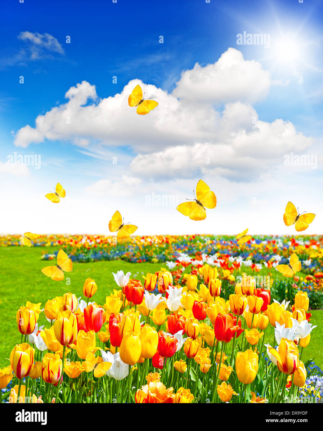 Prato con fiori assortiti in erba verde. primavera paesaggio con farfalle di sole e cielo blu Foto Stock