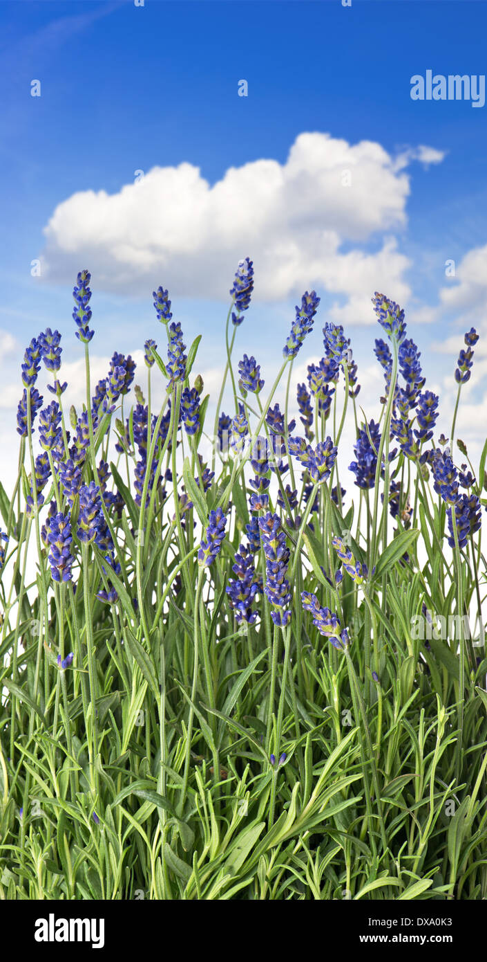 Fresche piante di lavanda su nuvoloso cielo blu Foto Stock