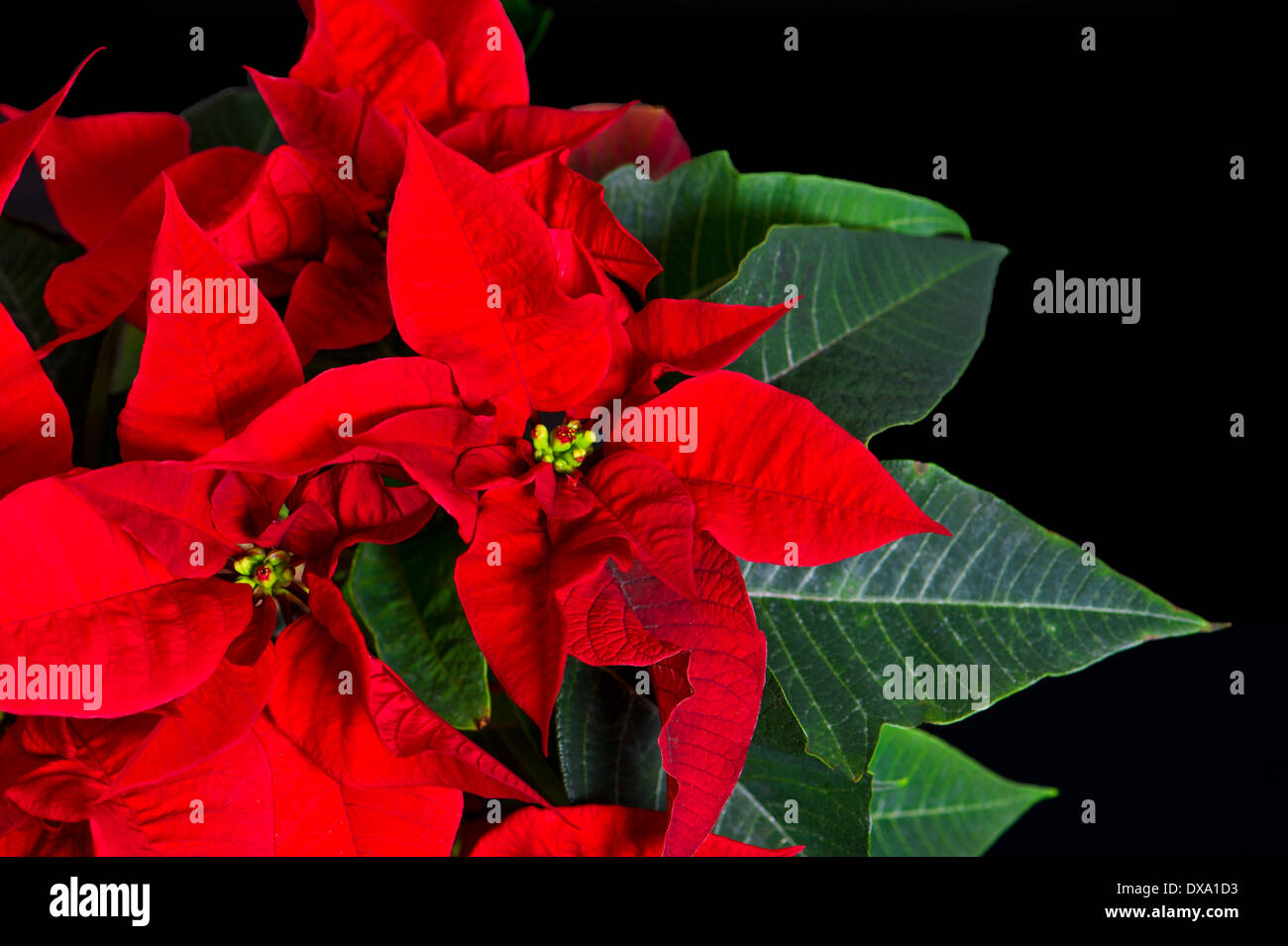 Bellissima poinsettia su sfondo nero rossa stella di Natale Foto Stock