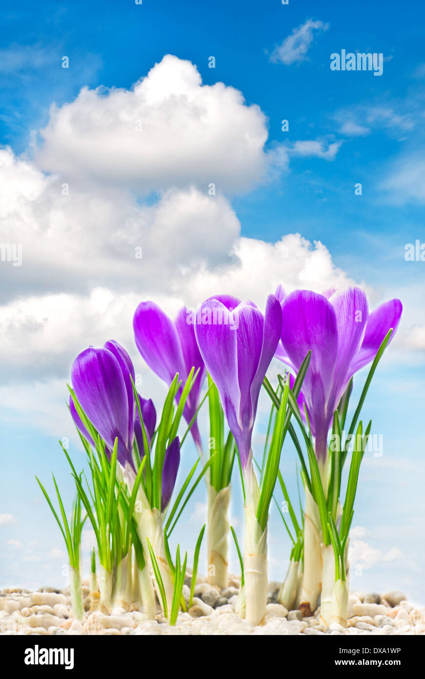 Molla beautifil crocus fiori su nuvoloso cielo blu Foto Stock
