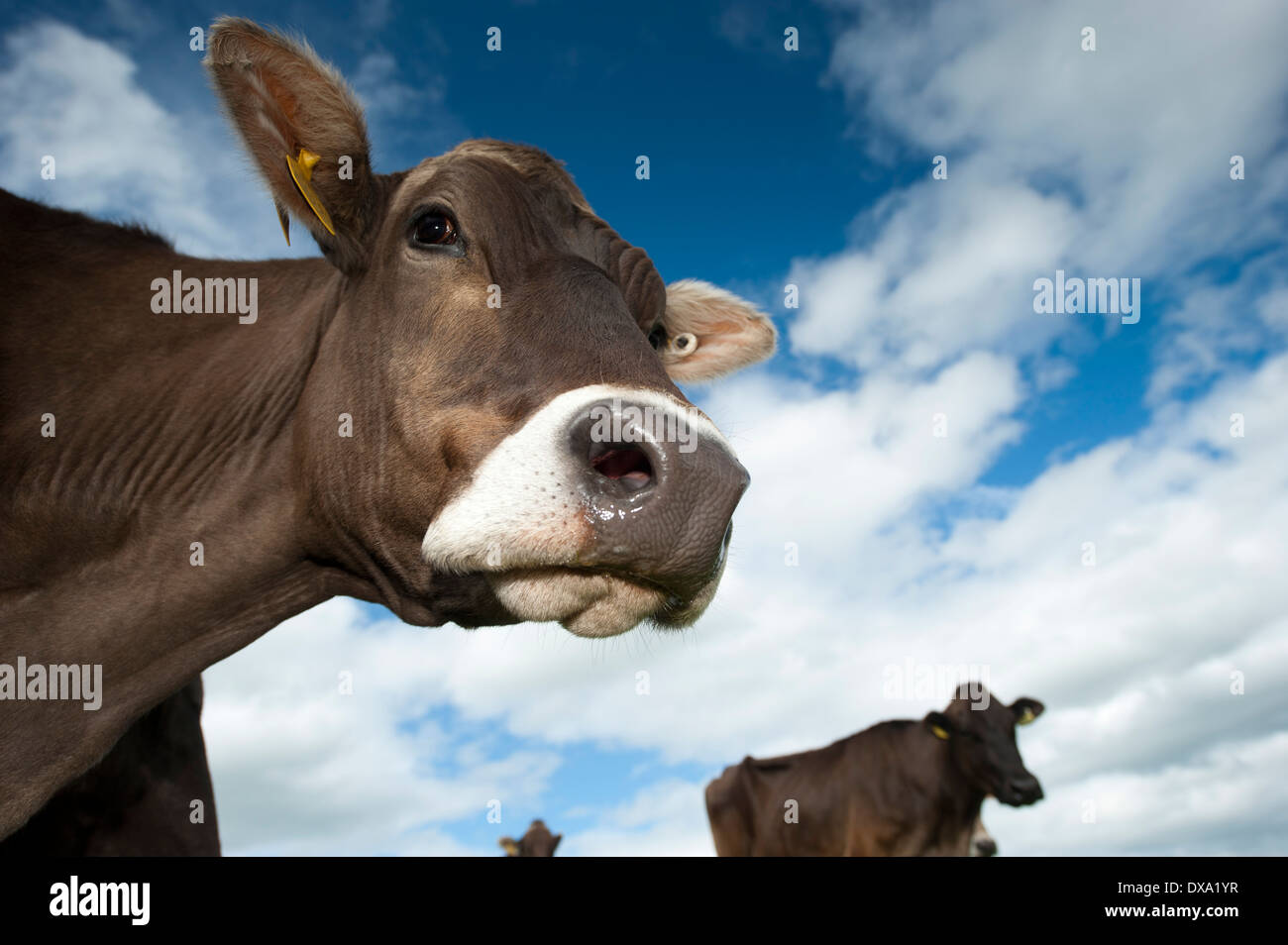 Allevamento di Svizzero marrone bestiame bovino di caseificio in pascolo. Dumfries, Regno Unito Foto Stock