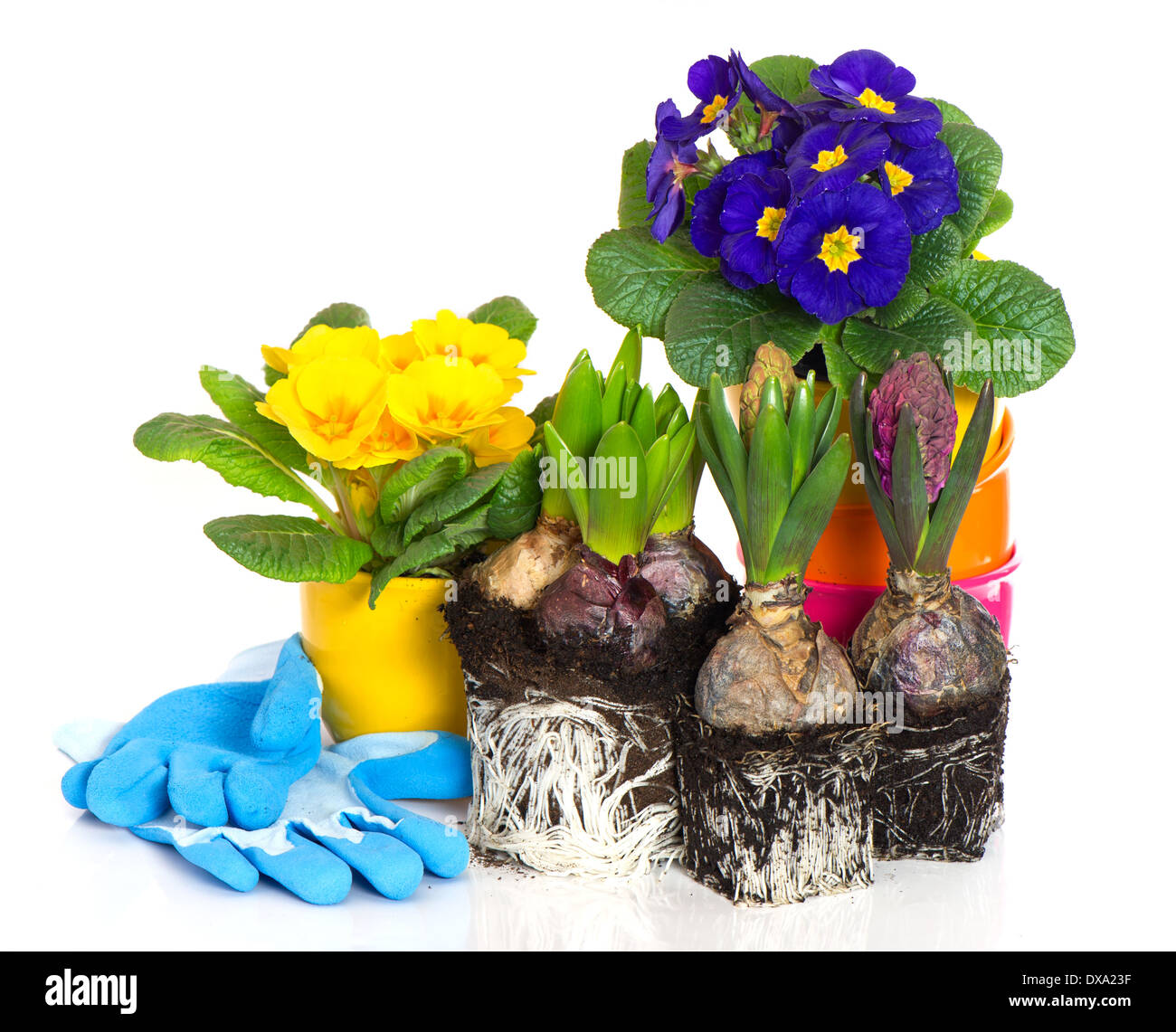 Fiori di Primavera giacinto e primula su sfondo bianco. concetto di giardinaggio Foto Stock